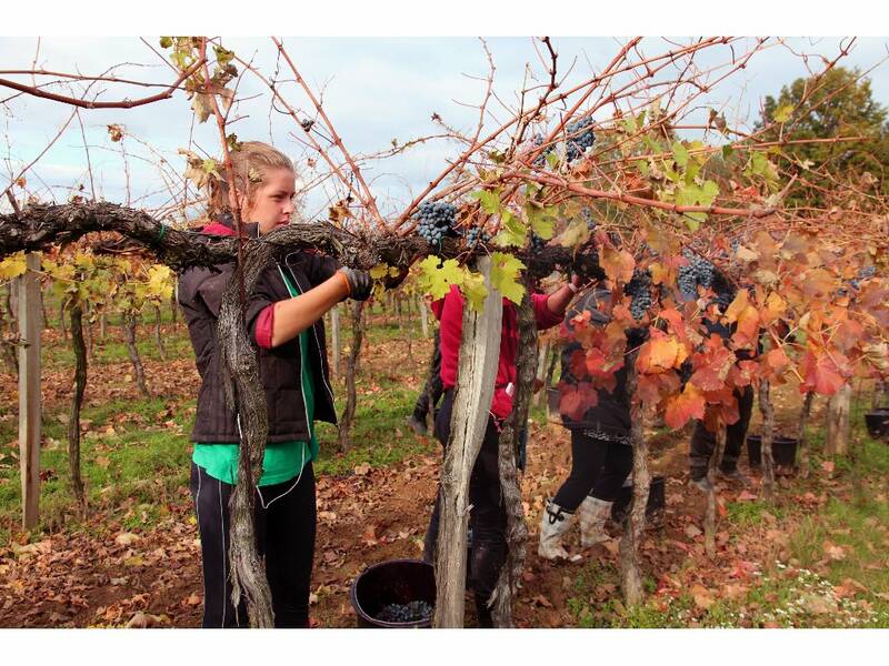 Harvest of Alibernet